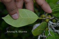 Ficus tinctoria subsp. gibbosa